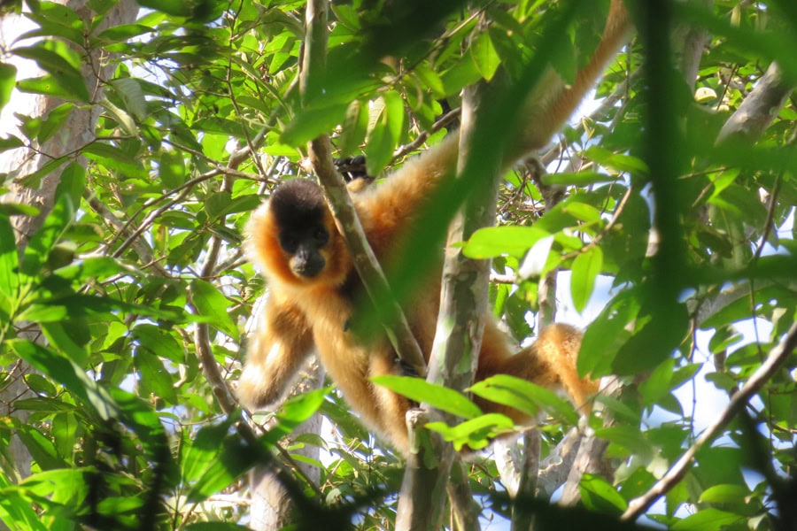 Jahoo Gibbon