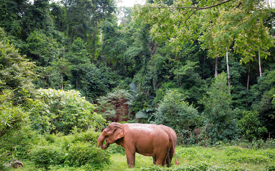 Lumphat Wildlife Sanctuary