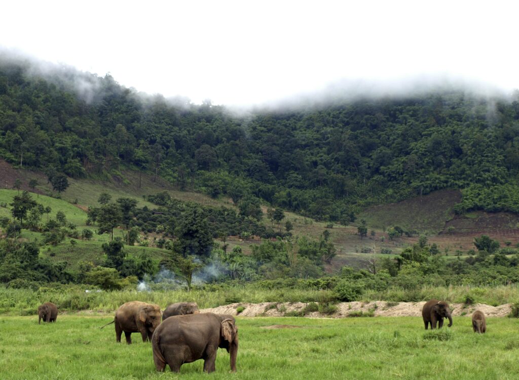 từ Siem Reap đến Mondulkiri Key phụ: tour Mondulkiri cao nguyên Mondulkiri kinh nghiệm phượt Mondulkiri tour du lịch đi Mondulkiri